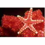 Beautiful Ornate starfish from the Fiji Islands Photo Cutouts