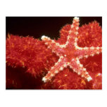 Beautiful Ornate starfish from the Fiji Islands Post Card