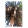 Beautiful Palm Tree