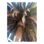 Beautiful Palm Tree posters