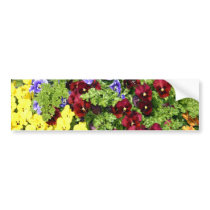 Beautiful Pansies Bumper Stickers