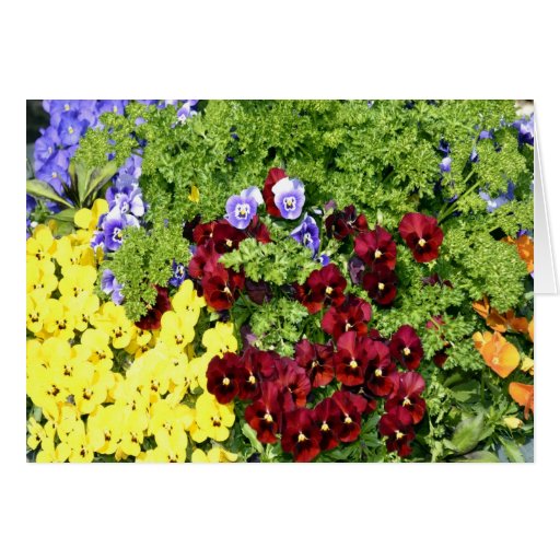 Beautiful Pansies Greeting Card