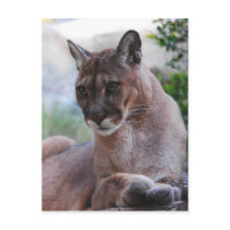 Beautiful Panther Post Cards