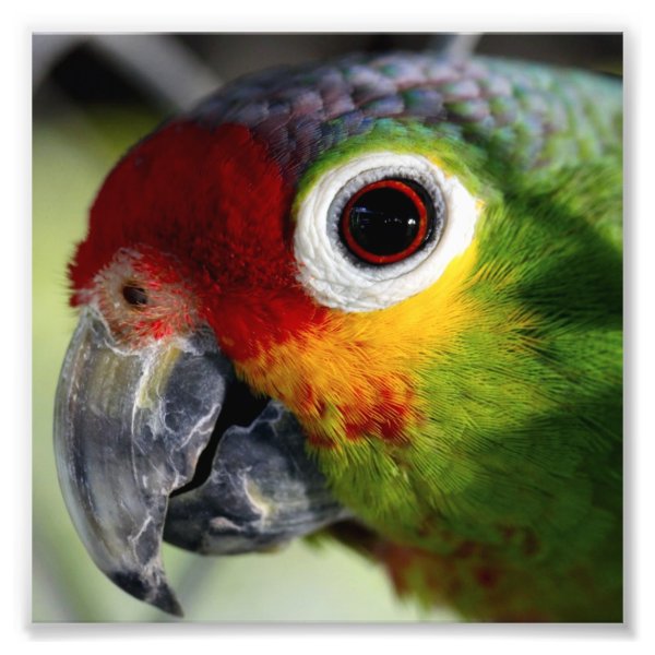 Beautiful Parrot Photographic Print