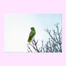 Beautiful Parrot Stretched Canvas Print canvas prints