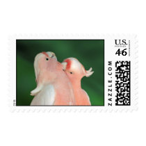 Beautiful Parrots postage