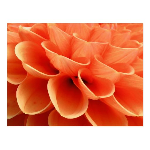 Beautiful Peach Colored Dahlia Flower Petals Postcard Zazzle