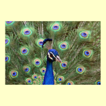 Beautiful peacock Canvas Print