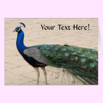 Beautiful Peacock cards