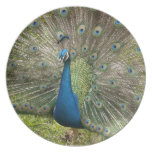 Beautiful Peacock Dinner Plate