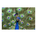 Beautiful peacock Framed Poster posters