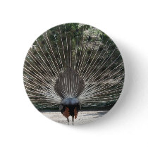 Beautiful Peacock From the Back Side Buttons