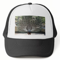 Beautiful Peacock From the Back Side Hats