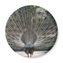 Beautiful Peacock From the Back Side Fridge Magnets