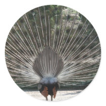 Beautiful Peacock From the Back Side Stickers