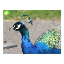 Beautiful Peacock Postcard