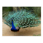 Beautiful Peacock Postcard