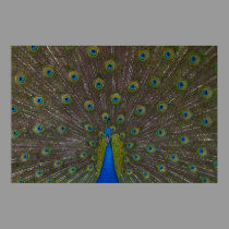 Beautiful Peacock Poster posters
