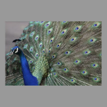 Beautiful Peacock Poster posters