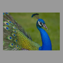 Beautiful Peacock Poster posters