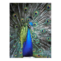 Beautiful peacock spreading colorful feathers postcards