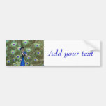 Beautiful peacock with its colorful tail opened bumper sticker