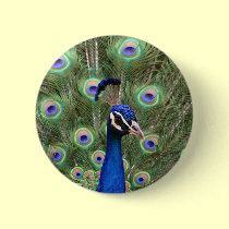 Beautiful peacock with its colorful tail opened buttons