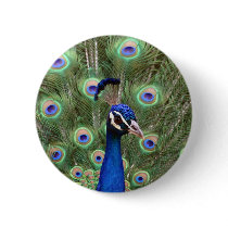 Beautiful peacock with its colorful tail opened buttons by Yarijik Beautiful peacock with its colorful tail opened buttons