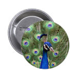 Beautiful peacock with its colorful tail opened pin