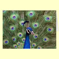 Beautiful peacock with its colorful tail opened cards