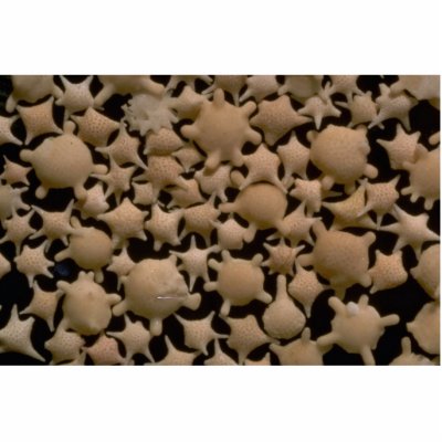 Beautiful Pebbles from Star Sand, Tonga Photo Cutouts by inspirelove
