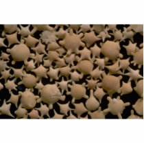 Beautiful Pebbles from Star Sand, Tonga Photo Cutouts