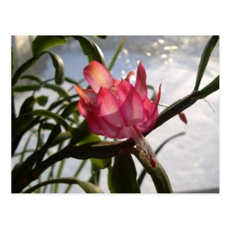 Beautiful Pink Christmas Cactus Flower Postcards