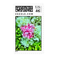 Beautiful Pink Cream Green Hydrangea Flowers Postage
