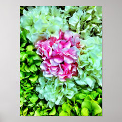 Beautiful Pink Cream Green Hydrangea Flowers Print