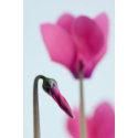 Beautiful Pink Flower Abstract Print print