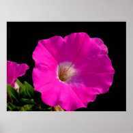 Beautiful pink flower, Ipomoea Posters
