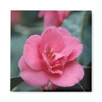 Beautiful Pink Flower magnets