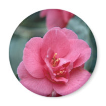 Beautiful Pink Flower magnets