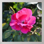 Beautiful Pink Flower Posters