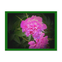 Beautiful Pink Flowers Postcard postcards