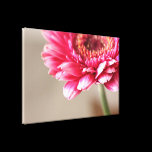 Beautiful pink gerbera on beige canvas prints