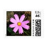 Beautiful pink lavender flower Cosmos bipinnatus Postage Stamp