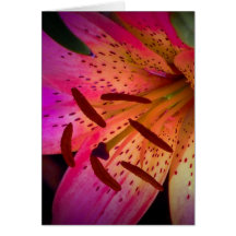 Beautiful Pink Lily Greeting Card