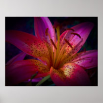 Beautiful Pink Lily Print