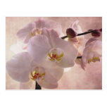 Beautiful Pink Orchid Post Cards
