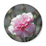 Beautiful pink rose and meaning refrigerator magnets