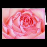 Beautiful, pink rose close up cards
