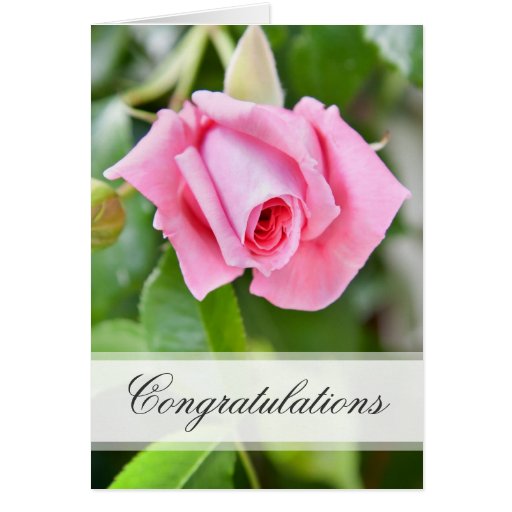 Beautiful pink rose congratulations floral card Zazzle