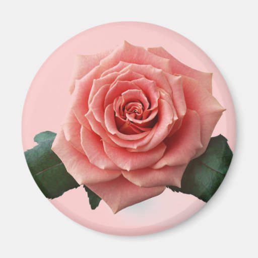 Beautiful 'Pink Rose' Flower Refrigerator Magnets